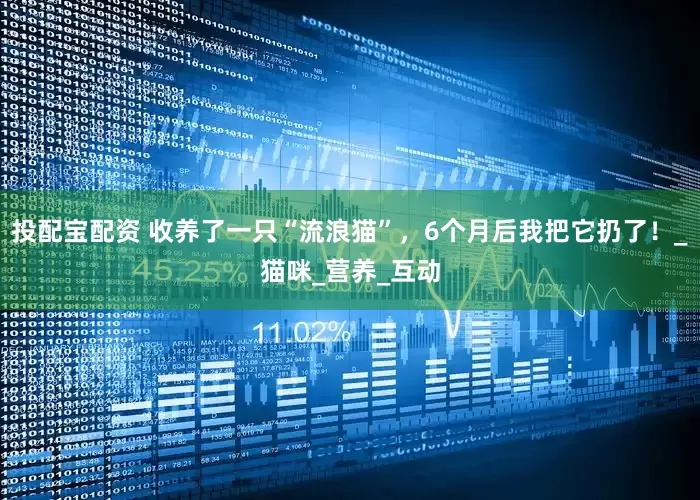 投配宝配资 收养了一只“流浪猫”，6个月后我把它扔了！_猫咪_营养_互动